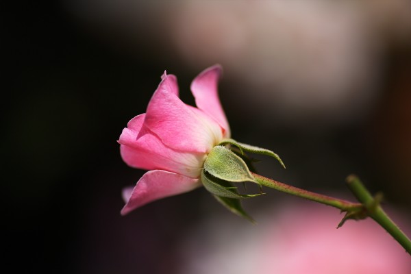Rose Bud Pink by Joy Watson